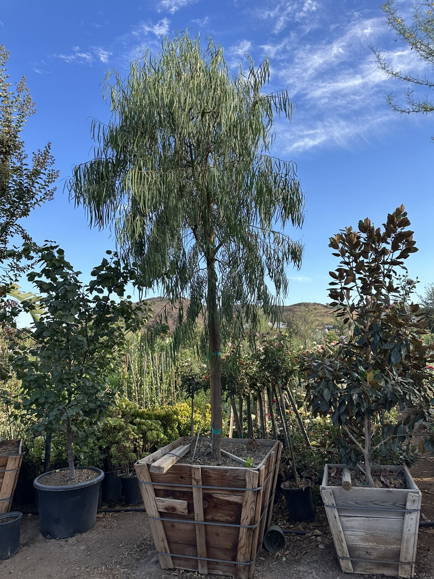 Australian Willow Tree , Geijera parviflora, Wilga , Shade Tree 36” Box