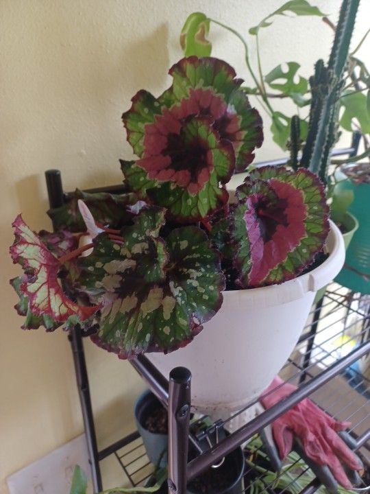 Plants!