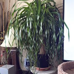 I Have Two Of These Plants $$80 Each