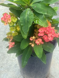 🌸planta Corona de Cristo