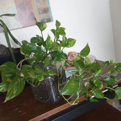 Golden Pothos