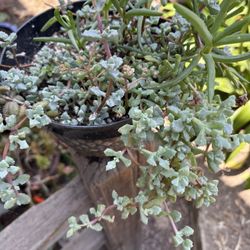 Different succulents