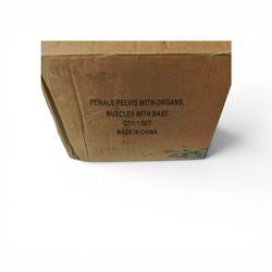Female Pelvis with Organs, Muscles with Base set