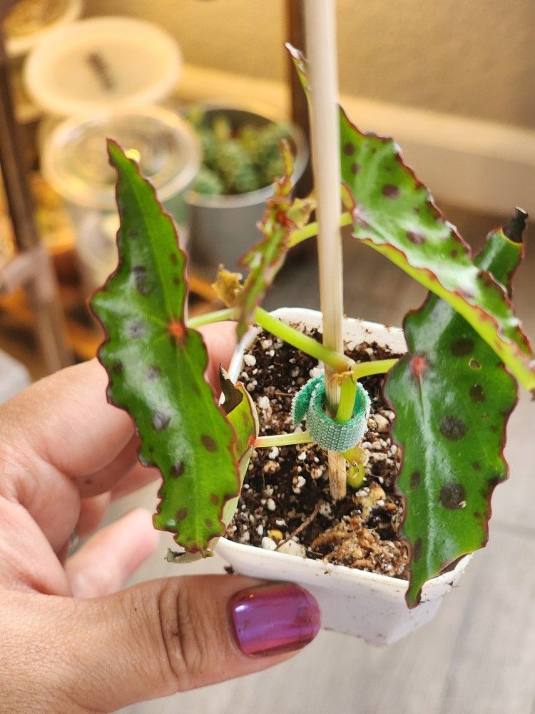 [Pending] Begonia Amphioxus 