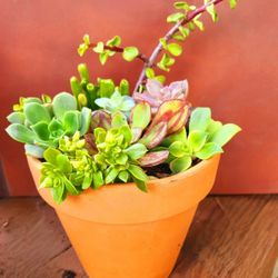 Succulents Mix In Terra Cotta Pot