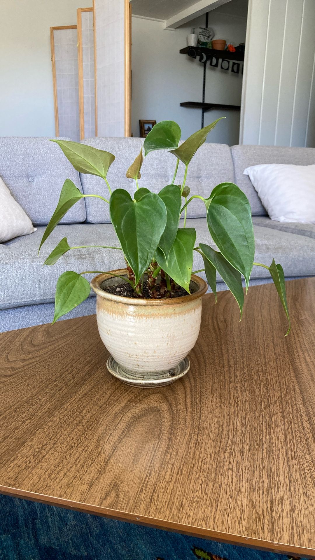 Anthurium