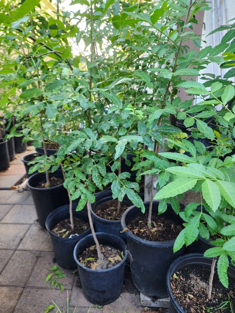 Brazilian Pepper Trees, California Peruvian Peppers