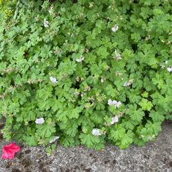 Hardy Geranium-Biokovo