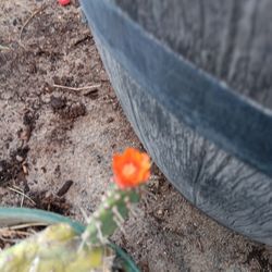 Cactus