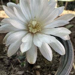 Cactus Blanco