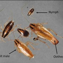 #roach #killer exterminator