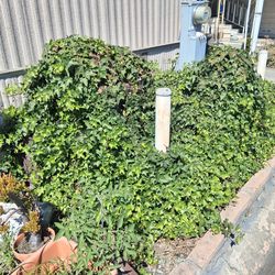 Free Ivy plant