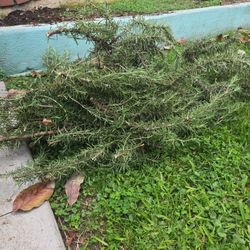 Free Rosemary Cuttings