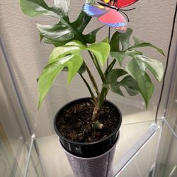 Monstera Minima With Butterfly