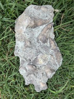 Sea Fossil