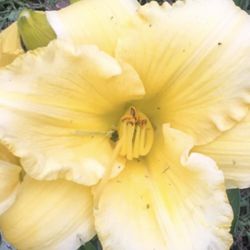 HUGE 8” Flower! Award-Winning Daylily “Margaret Dickson” DF. Limited Quantities.