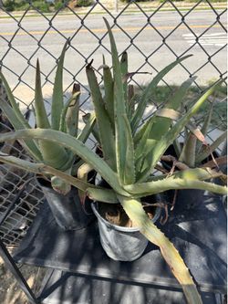 Aloe Vera (Sabila) plant