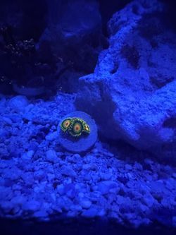 Rasta zoas marine tank coral decaration
