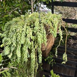 Burros Tail In Natural Hanging Basket