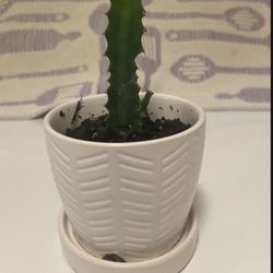 Petite (euphorbia trigona african milk tree) Cactus Plant In Glazed White Ceramic Pot