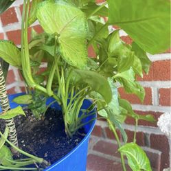 “ArrowHead Plant” with roots