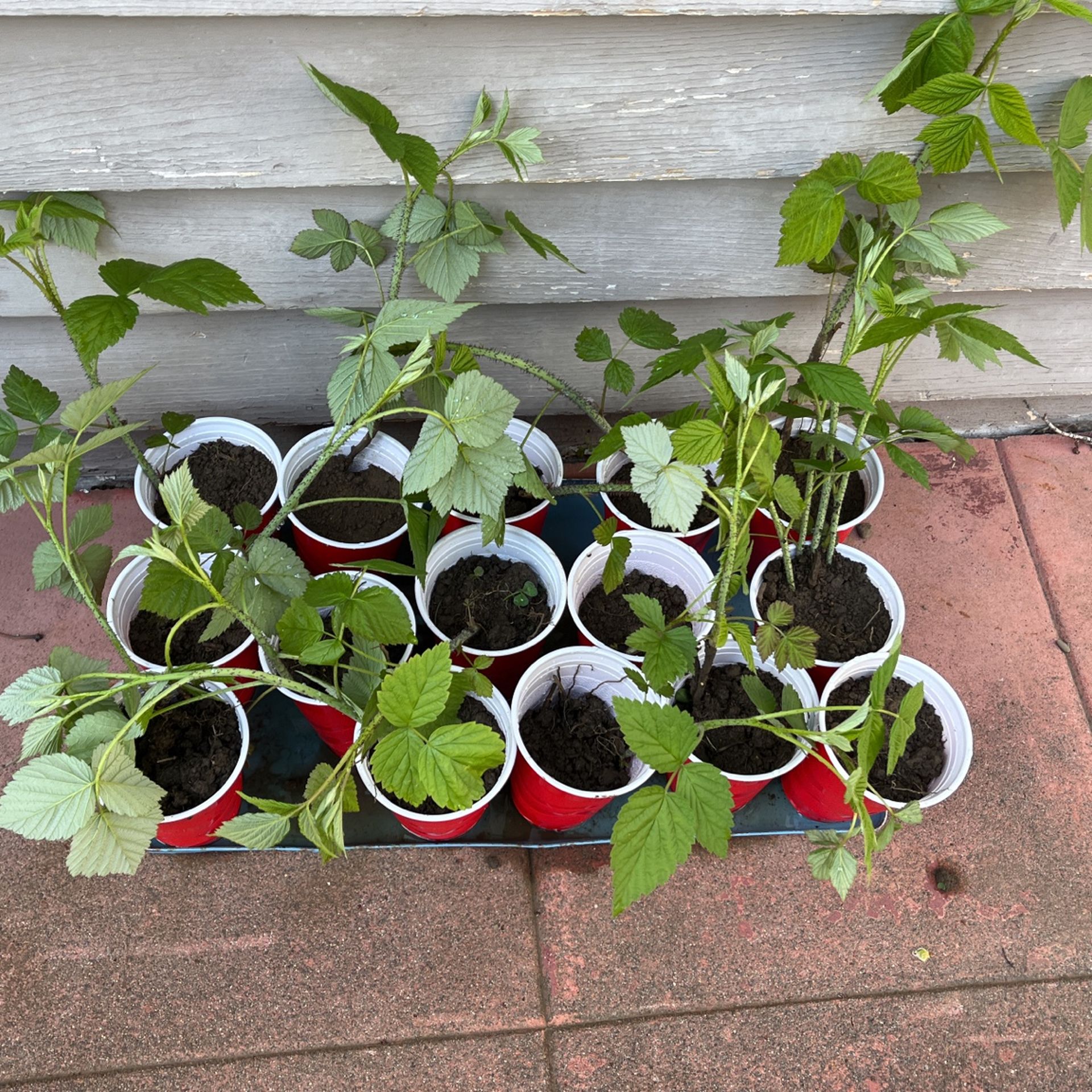 Raspberry Starts Plants