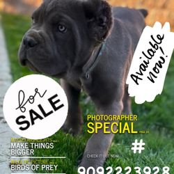 Beautiful Blue Cane Corso Puppies             Magazine Limited Edition