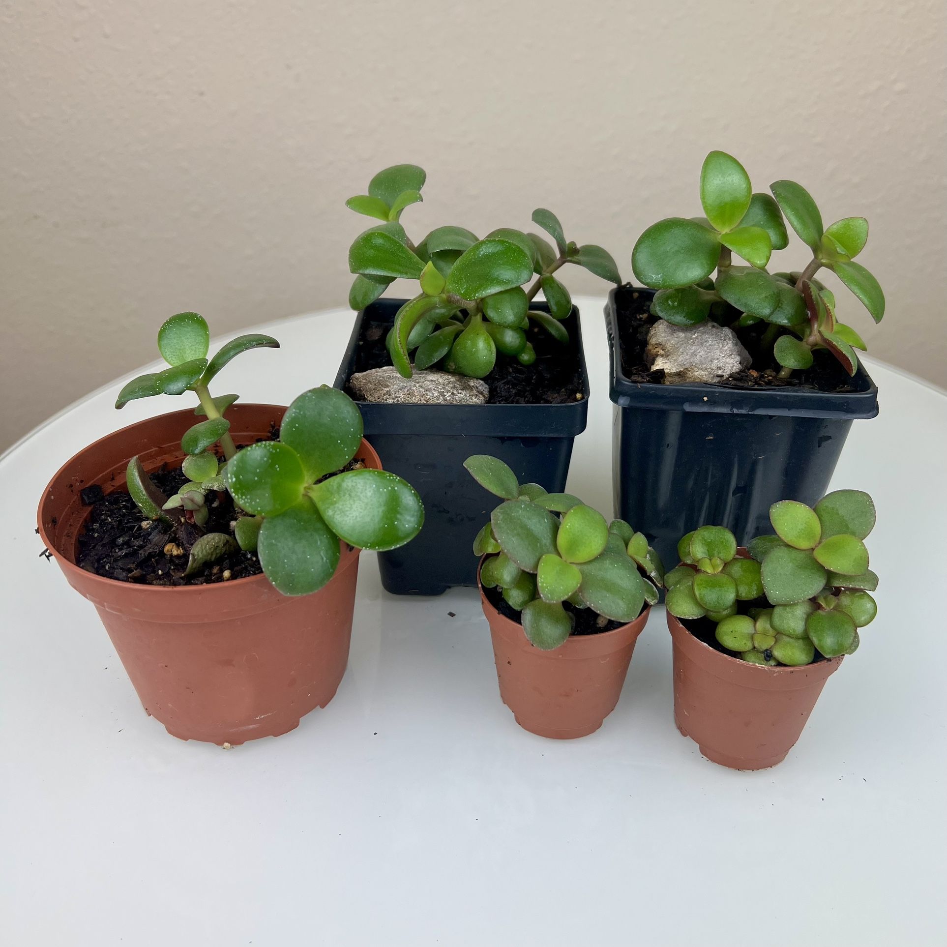 Live Jade Plant Various Sizes - Crassula Ovata Classic Green Indoor Starter Houseplant Succulent
