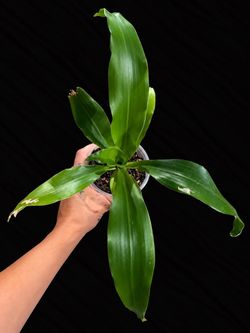Dracaena