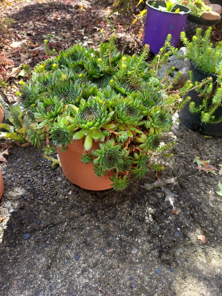 Sedums. In POTS