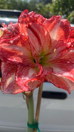 Pink and white Amaryllis