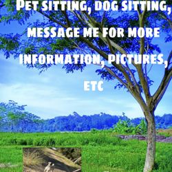 Dog Waking, Dog Sitting