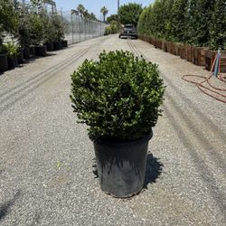 Boxwood Globes