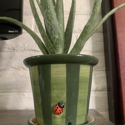 Potted aloe vera plant