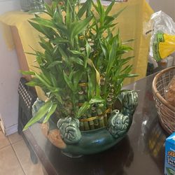 Healthy  Bamboo Plant (5 Layers)