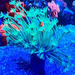 RARE Large Long Polyp Green Willow Toadstool Leather Coral