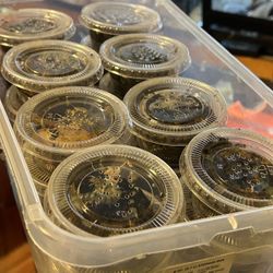 Blue Tiger Centipede Tanks 