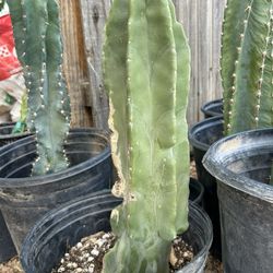 Nice Totem Pole Cactus Rooted, Ready To Plant