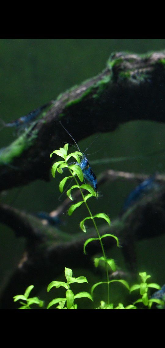 Neocaridina Blue Dream Shrimp