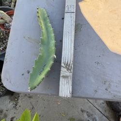 “ OREJONA “ dragon fruit cutting $15 #ODFC01