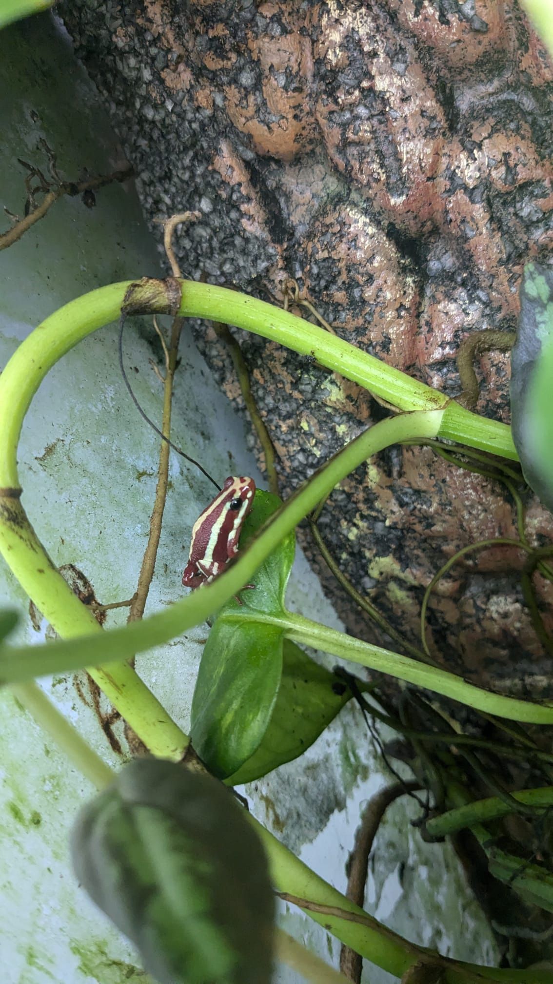 Dartfrogs & Crested Gecko