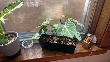 Philodendron gloriousm