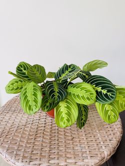 Lemon Lime Maranta Plants