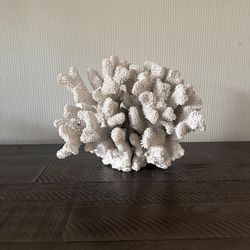 Large Natural Coral Specimen – 8.8 lbs – Coastal / Organic Decor