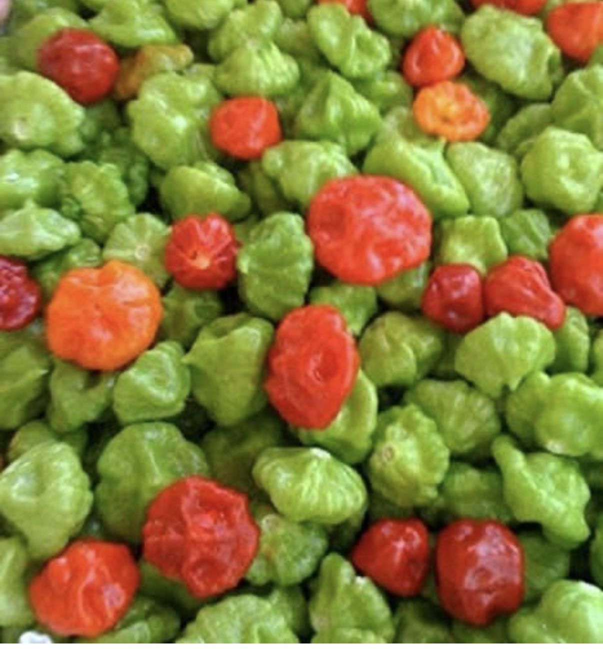 Ajisitos Dulce criollos Plantas