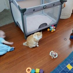 Pack And Play BRAVO in Grey