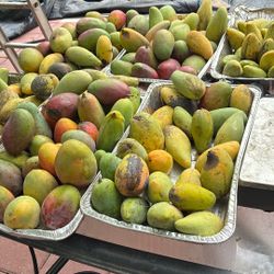 Mangoes! Variety Of Plants/Trees