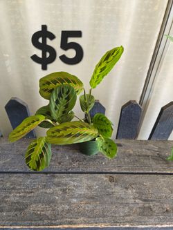 Maranta roja