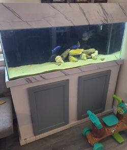 55 Gallon Fish Tank Aquarium