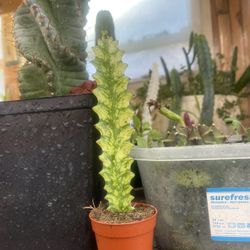 Variegated Euphorbia Plant 